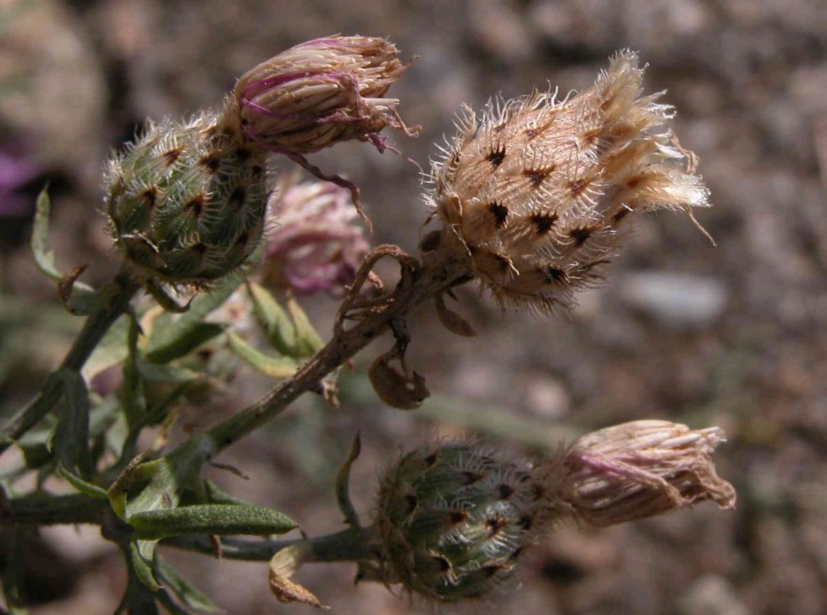 Knapweed, Cut-leaved fruit